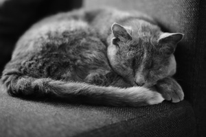 DSC00006