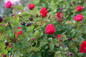 DSC00189