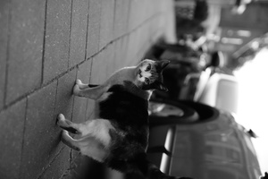DSC00299